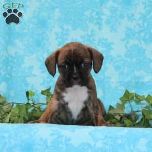 Kit Kat, Boston Terrier Mix Puppy
